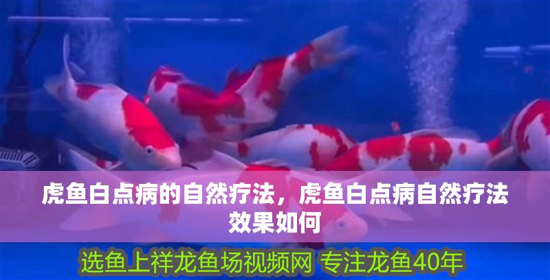 虎魚白點病的自然療法，虎魚白點病自然療法效果如何