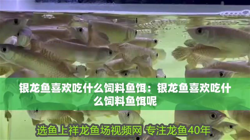 銀龍魚(yú)喜歡吃什么飼料魚(yú)餌：銀龍魚(yú)喜歡吃什么飼料魚(yú)餌呢