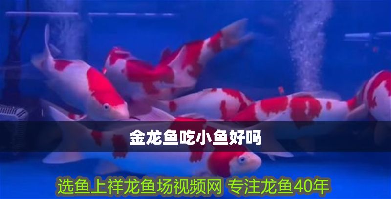 金龍魚吃小魚好嗎