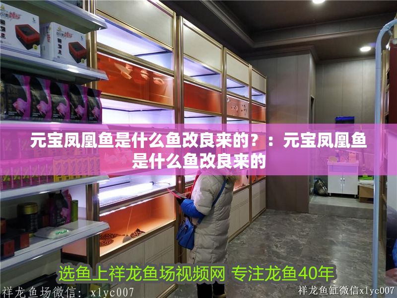 元寶鳳凰魚是什么魚改良來的？：元寶鳳凰魚是什么魚改良來的
