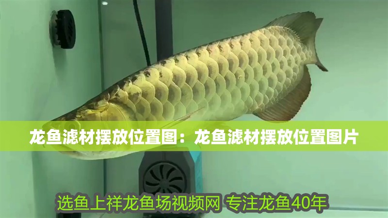 龍魚濾材擺放位置圖：龍魚濾材擺放位置圖片