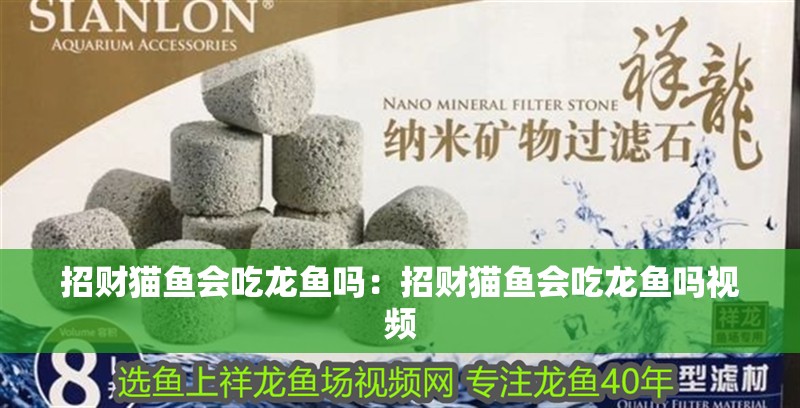 招財貓魚會吃龍魚嗎：招財貓魚會吃龍魚嗎視頻