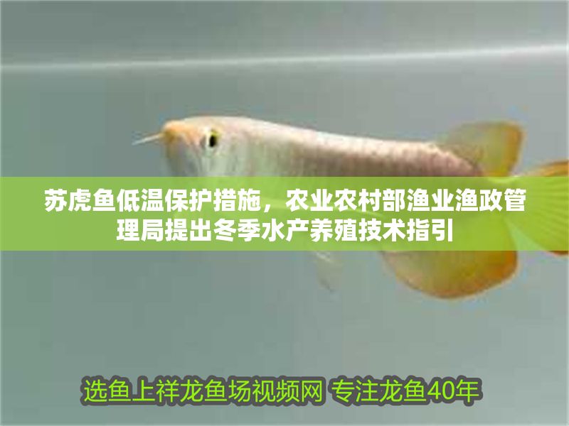 蘇虎魚低溫保護措施，農業農村部漁業漁政管理局提出冬季水產養殖技術指引
