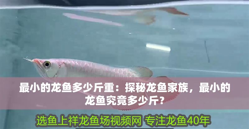 最小的龍魚多少斤重：探秘龍魚家族，最小的龍魚究竟多少斤？