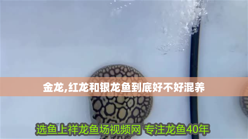 金龍,紅龍和銀龍魚到底好不好混養(yǎng)