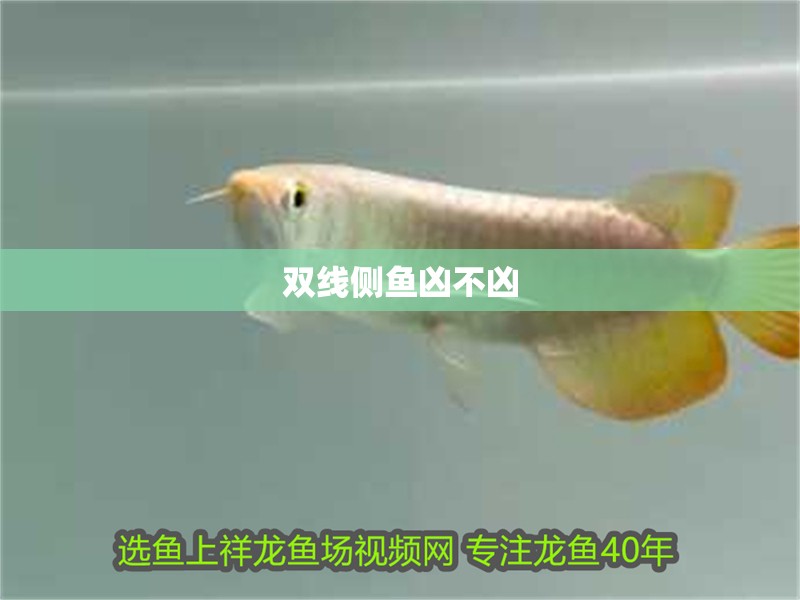 雙線側魚兇不兇