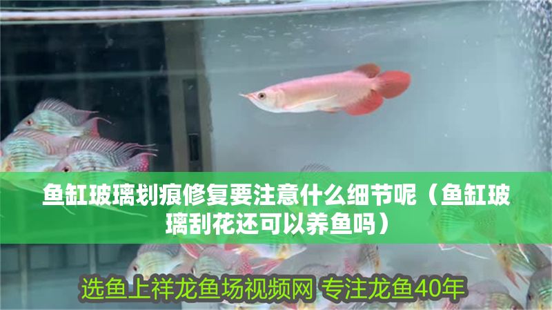 魚缸玻璃劃痕修復要注意什么細節(jié)呢（魚缸玻璃刮花還可以養(yǎng)魚嗎）