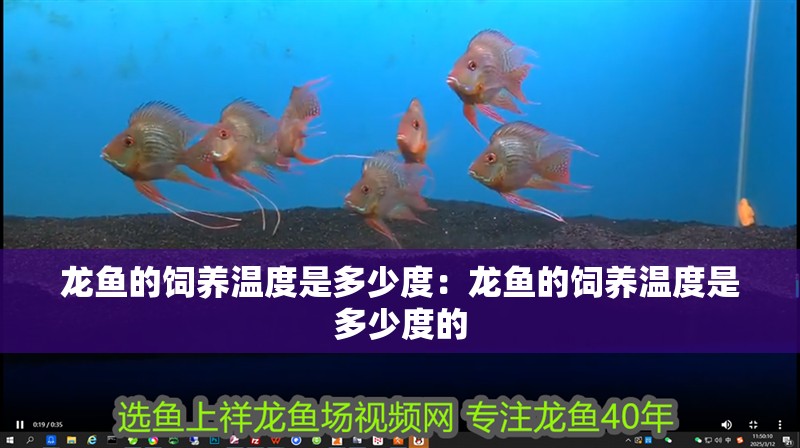 龍魚的飼養(yǎng)溫度是多少度：龍魚的飼養(yǎng)溫度是多少度的