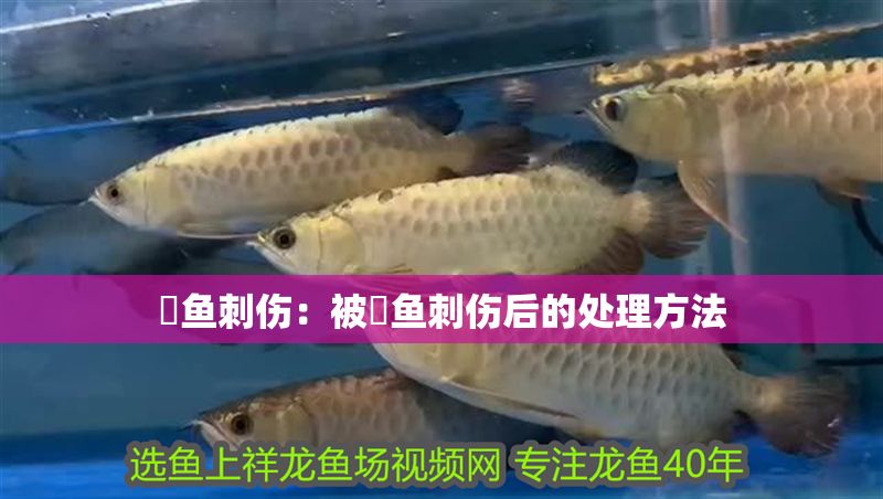 魟魚刺傷：被魟魚刺傷后的處理方法