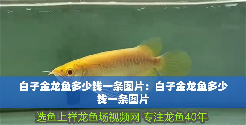 白子金龍魚多少錢一條圖片：白子金龍魚多少錢一條圖片