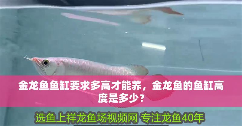 金龍魚魚缸要求多高才能養，金龍魚的魚缸高度是多少？