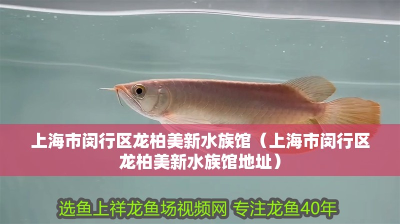 上海市閔行區(qū)龍柏美新水族館（上海市閔行區(qū)龍柏美新水族館地址）