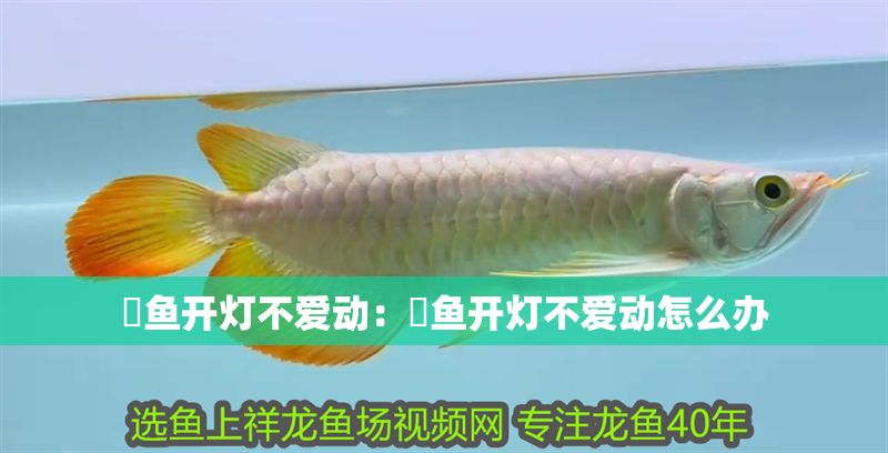 魟魚開燈不愛動：魟魚開燈不愛動怎么辦