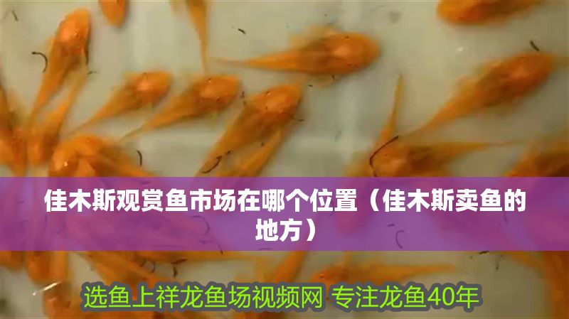 佳木斯觀賞魚市場在哪個位置（佳木斯賣魚的地方）