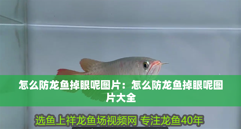 怎么防龍魚掉眼呢圖片：怎么防龍魚掉眼呢圖片大全