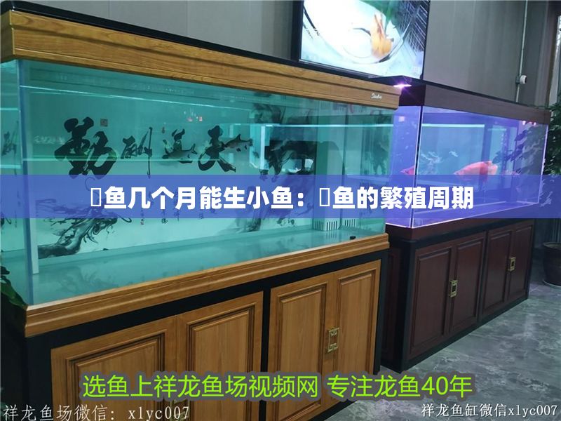 魟魚幾個月能生小魚：魟魚的繁殖周期