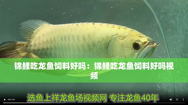 錦鯉吃龍魚飼料好嗎：錦鯉吃龍魚飼料好嗎視頻