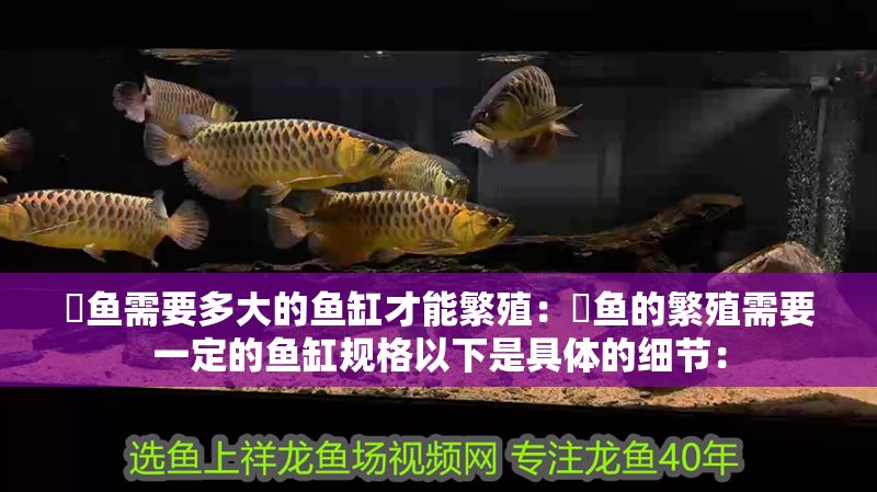 魟魚需要多大的魚缸才能繁殖：魟魚的繁殖需要一定的魚缸規(guī)格以下是具體的細(xì)節(jié)：