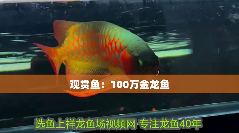 觀賞魚：100萬金龍魚
