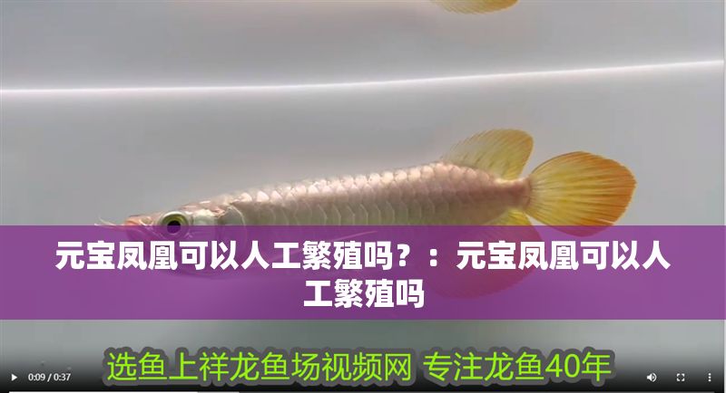 元寶鳳凰可以人工繁殖嗎？：元寶鳳凰可以人工繁殖嗎