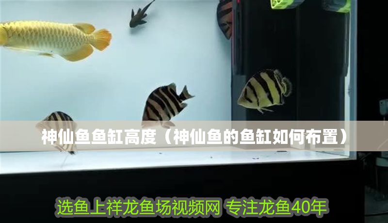 神仙魚魚缸高度（神仙魚的魚缸如何布置）