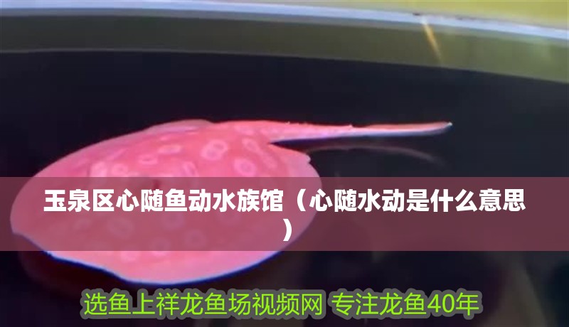 玉泉區(qū)心隨魚動(dòng)水族館（心隨水動(dòng)是什么意思）