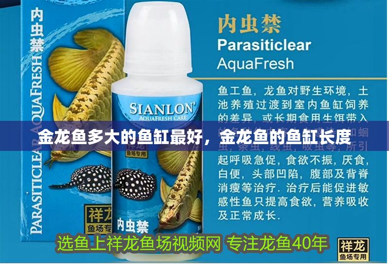 金龍魚多大的魚缸最好，金龍魚的魚缸長度
