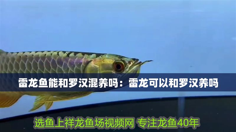 雷龍魚(yú)能和羅漢混養(yǎng)嗎：雷龍可以和羅漢養(yǎng)嗎