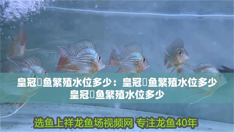 皇冠魟魚(yú)繁殖水位多少：皇冠魟魚(yú)繁殖水位多少皇冠魟魚(yú)繁殖水位多少