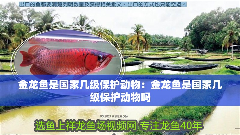 金龍魚是國家幾級保護動物：金龍魚是國家幾級保護動物嗎