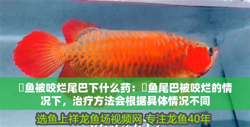 魟魚被咬爛尾巴下什么藥：魟魚尾巴被咬爛的情況下，治療方法會根據具體情況不同