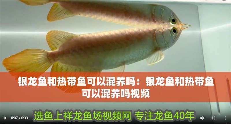銀龍魚和熱帶魚可以混養(yǎng)嗎：銀龍魚和熱帶魚可以混養(yǎng)嗎視頻