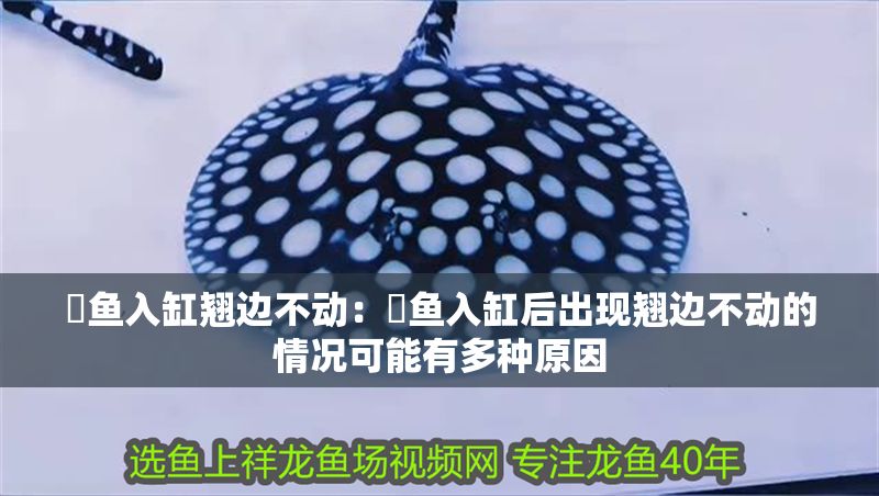 魟魚入缸翹邊不動：魟魚入缸后出現翹邊不動的情況可能有多種原因