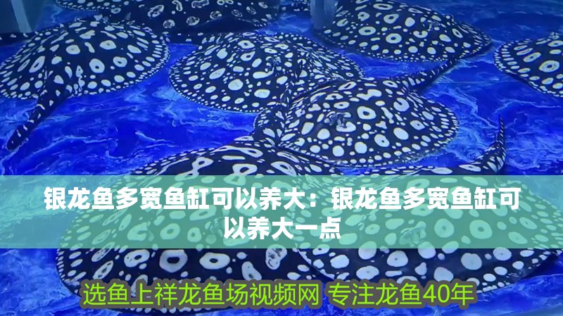 銀龍魚多寬魚缸可以養大：銀龍魚多寬魚缸可以養大一點