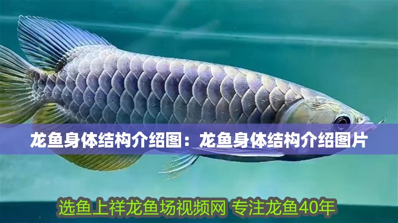 龍魚身體結(jié)構(gòu)介紹圖：龍魚身體結(jié)構(gòu)介紹圖片