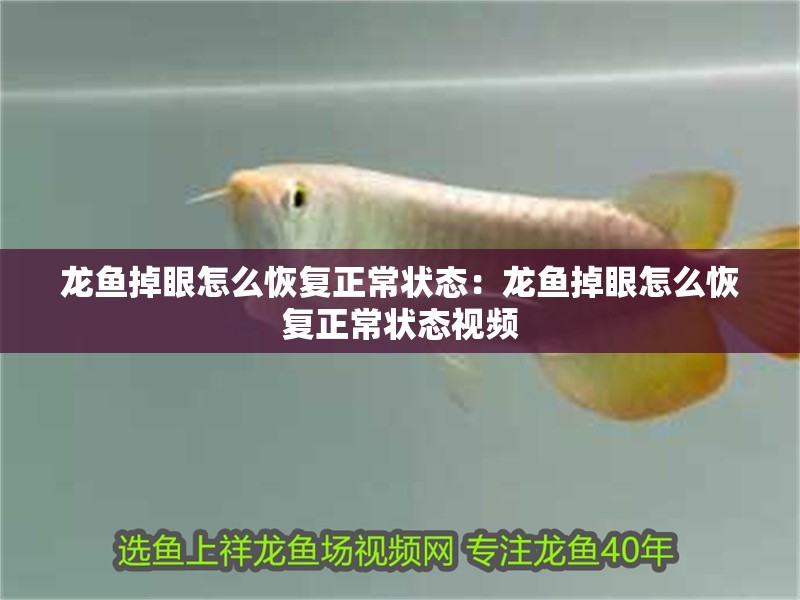 龍魚掉眼怎么恢復(fù)正常狀態(tài)：龍魚掉眼怎么恢復(fù)正常狀態(tài)視頻
