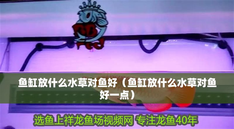 魚缸放什么水草對魚好（魚缸放什么水草對魚好一點）