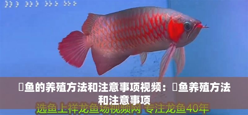 魟魚的養(yǎng)殖方法和注意事項視頻：魟魚養(yǎng)殖方法和注意事項