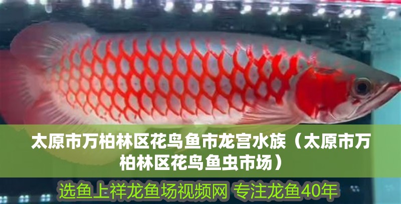 太原市萬柏林區(qū)花鳥魚市龍宮水族（太原市萬柏林區(qū)花鳥魚蟲市場(chǎng)）