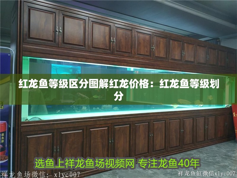 紅龍魚等級區(qū)分圖解紅龍價格：紅龍魚等級劃分