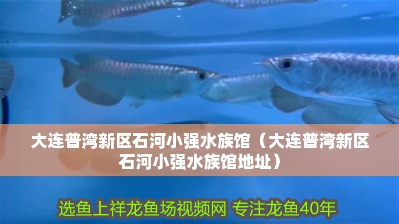 大連普灣新區石河小強水族館（大連普灣新區石河小強水族館地址）