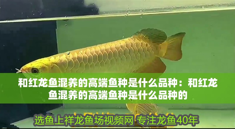 和紅龍魚混養(yǎng)的高端魚種是什么品種：和紅龍魚混養(yǎng)的高端魚種是什么品種的
