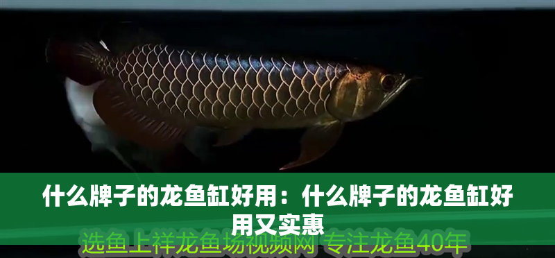 什么牌子的龍魚缸好用：什么牌子的龍魚缸好用又實惠