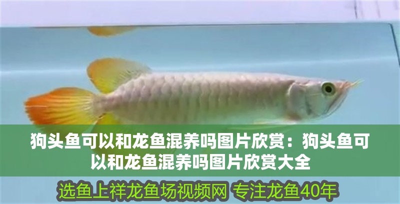 狗頭魚可以和龍魚混養嗎圖片欣賞：狗頭魚可以和龍魚混養嗎圖片欣賞大全