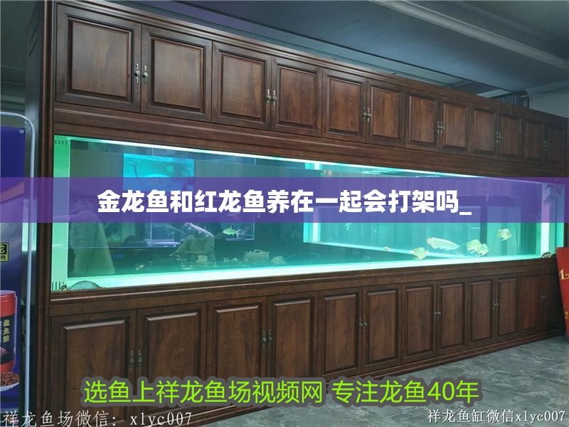 金龍魚(yú)和紅龍魚(yú)養(yǎng)在一起會(huì)打架嗎_