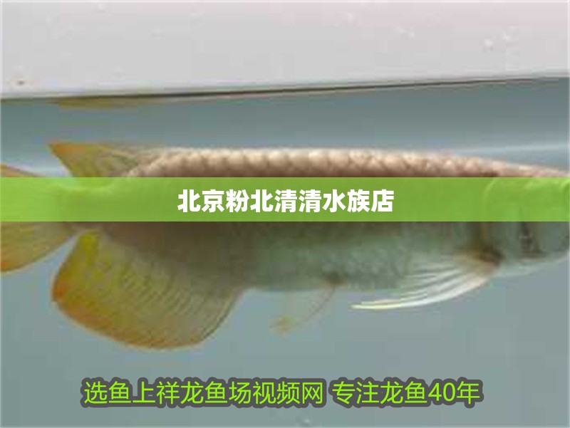 北京粉北清清水族店
