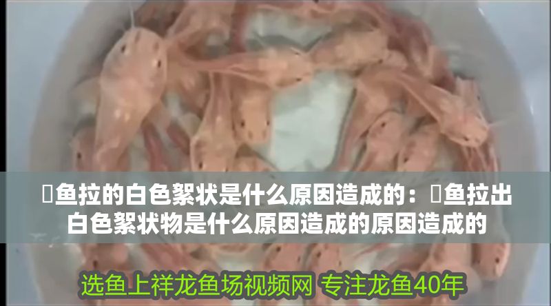 魟魚拉的白色絮狀是什么原因造成的：魟魚拉出白色絮狀物是什么原因造成的原因造成的