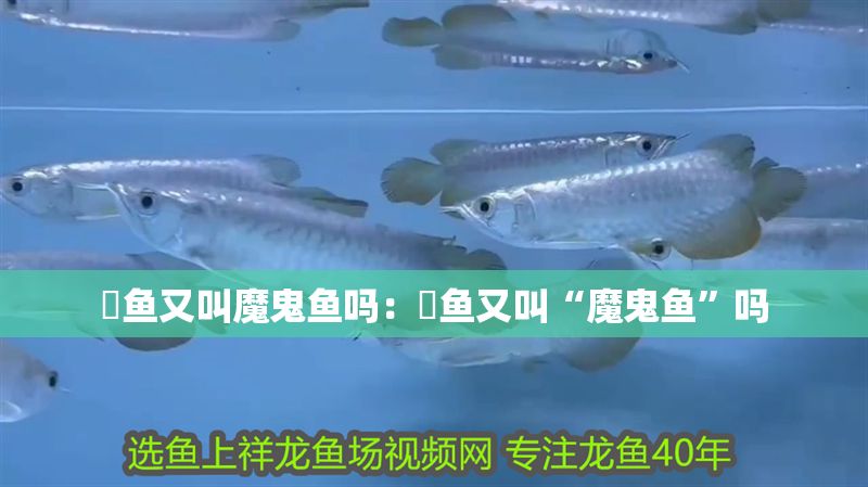 魟魚又叫魔鬼魚嗎：魟魚又叫“魔鬼魚”嗎