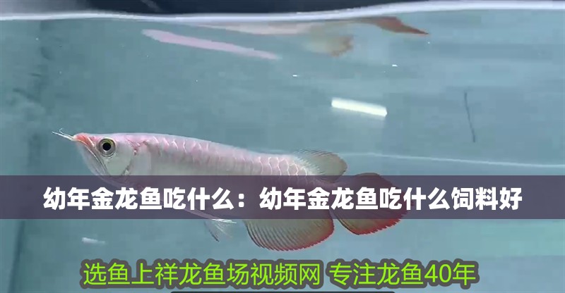 幼年金龍魚吃什么：幼年金龍魚吃什么飼料好