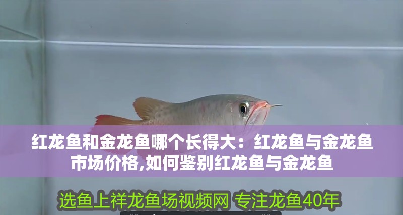 紅龍魚和金龍魚哪個長得大：紅龍魚與金龍魚市場價格,如何鑒別紅龍魚與金龍魚 紅龍魚和金龍魚哪個長得大：紅龍魚與金龍魚市場價格,如何鑒別紅龍魚與金龍魚 龍魚百科